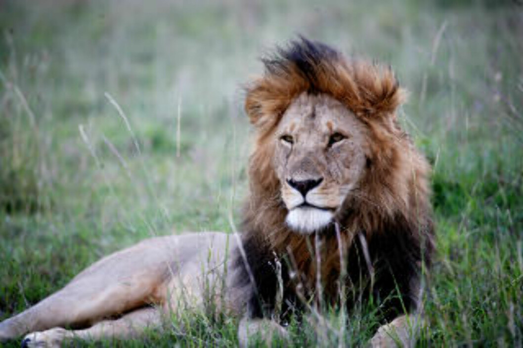 <strong>ENSOM MAJESTET:</strong> Hannløven er ikke bare dyrenes konge, men også savannens. <strong>ENSOM MAJESTET:</strong> Hannløven er ikke bare dyrenes konge, men også savannens.