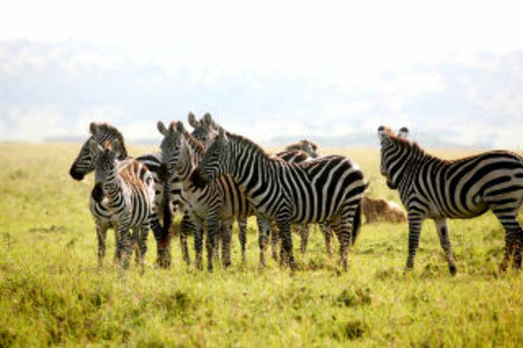 <strong>VANLIG SYN:</strong> Hvert år trekker millioner av dyr nordover til Masai Mara fra Serengeti. Her en sebraflokk. <strong>VANLIG SYN:</strong> Hvert år trekker millioner av dyr nordover til Masai Mara fra Serengeti. Her en sebraflokk.