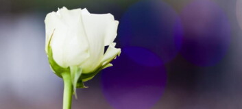 Vil reise minnepark av alle rosene som har blitt lagt ned Vil reise minnepark av alle rosene som har blitt lagt ned