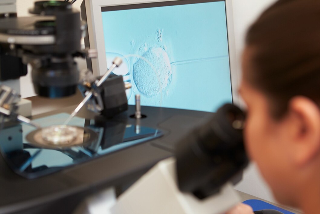 BEFRUKTNING AV EGG: Egget befruktes før det settes inn i kvinnens livmor. Foto: NTB Scanpix BEFRUKTNING AV EGG: Egget befruktes før det settes inn i kvinnens livmor. Foto: NTB Scanpix