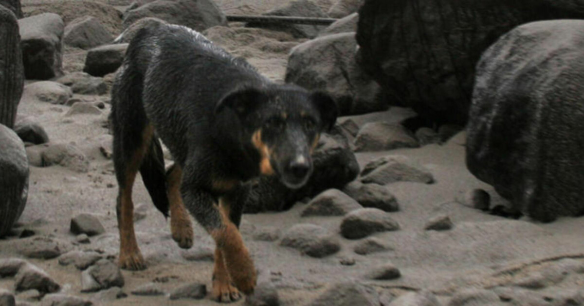 Dømte hund til døden ved steining Dagbladet