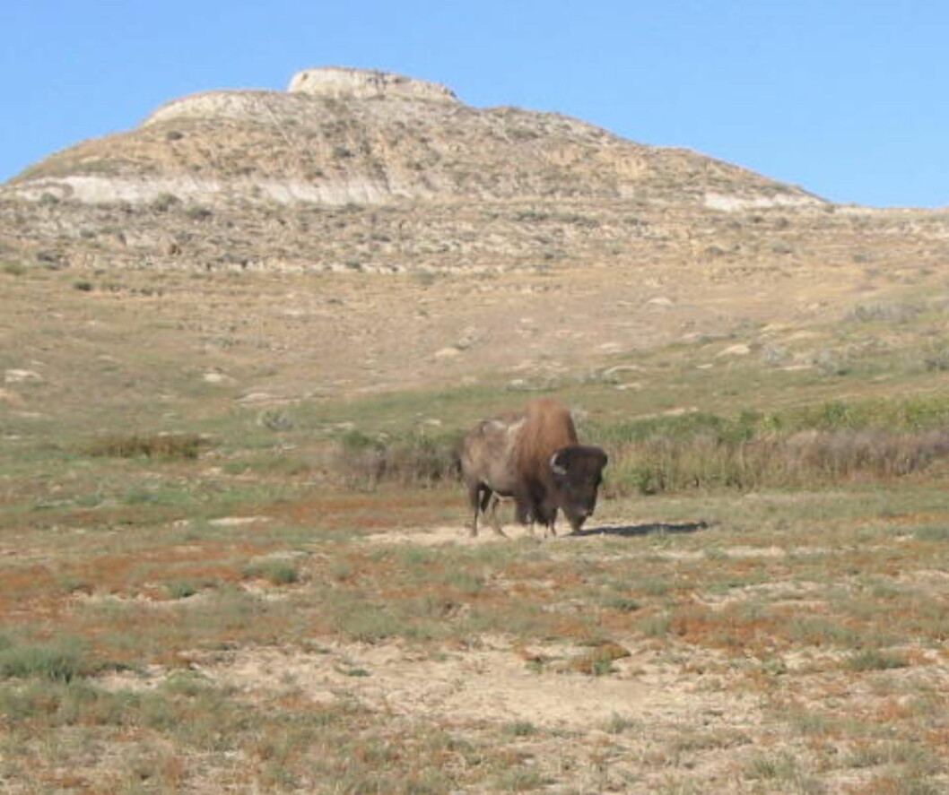 NORD-DAKOTA: Byr på muligheter for villmarksliv i de mange nasjonalparkene. Her amerikansk bison i Theodore Roosevelt National Park. Foto: KIRSTEN BUZZI NORD-DAKOTA: Byr på muligheter for villmarksliv i de mange nasjonalparkene. Her amerikansk bison i Theodore Roosevelt National Park. Foto: KIRSTEN BUZZI