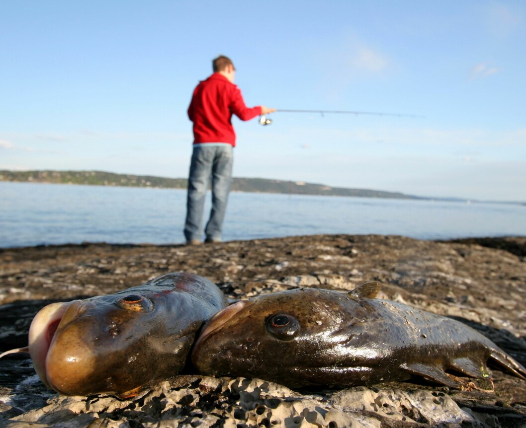<strong>FRITIDSFISKE I OSLOFJORDEN:</strong> Du har selv ansvar for at det du fisker er trygt å spise. Foto: Henrik Strømstad / NTB Scanpix <strong>FRITIDSFISKE I OSLOFJORDEN:</strong> Du har selv ansvar for at det du fisker er trygt å spise. Foto: Henrik Strømstad / NTB Scanpix