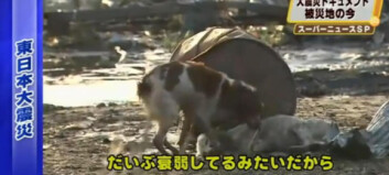 Her våker hunden over sin tsunami-skadde venn Her våker hunden over sin tsunami-skadde venn
