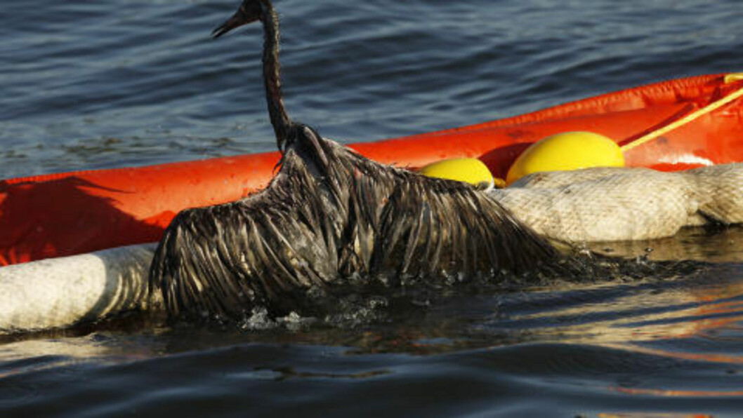 <strong> NI UKER ETTER:</strong> En tilgriset sjøfugl hviler seg mot en oljelense i Barataria Bay 26. juni 2010, FOTO: Gerald Herbert, AP/NTB SCANPIX. <strong> NI UKER ETTER:</strong> En tilgriset sjøfugl hviler seg mot en oljelense i Barataria Bay 26. juni 2010, FOTO: Gerald Herbert, AP/NTB SCANPIX.