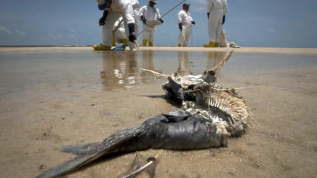 <strong> FISK I OLJE:</strong> En oljedød fisk skyldt i land i Waveland i Mississippi 7. juli 2010. FOTO: Lee Celano/REUTERS/NTB SCANPIX. <strong> FISK I OLJE:</strong> En oljedød fisk skyldt i land i Waveland i Mississippi 7. juli 2010. FOTO: Lee Celano/REUTERS/NTB SCANPIX.