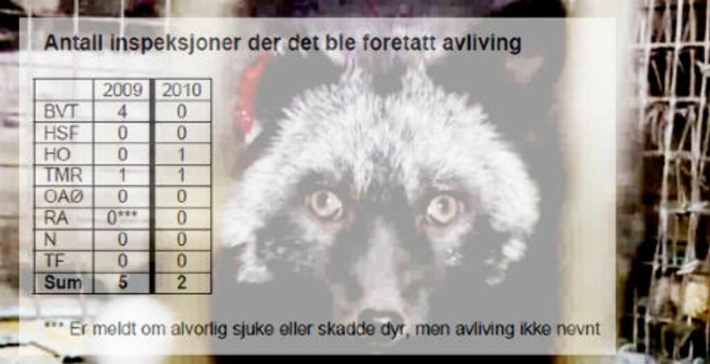 MÅTTE AVLIVE: Mattilsynets kontrollører måtte avlive en rekke dyr ved sju anledninger i 2009 og 2010. Foto: Nettverk for dyrs frihet. Tall: Mattilsynet MÅTTE AVLIVE: Mattilsynets kontrollører måtte avlive en rekke dyr ved sju anledninger i 2009 og 2010. Foto: Nettverk for dyrs frihet. Tall: Mattilsynet