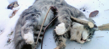 Slik fant Jonas (19) katten sin Slik fant Jonas (19) katten sin