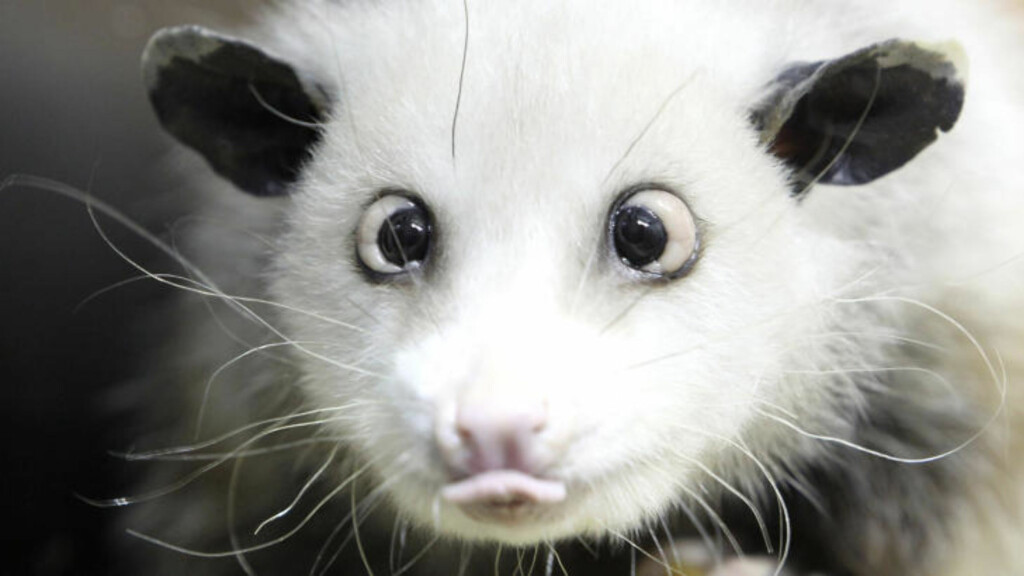 Foto: Sebastian Willnow/AP/Scanpix Foto: Sebastian Willnow/AP/Scanpix