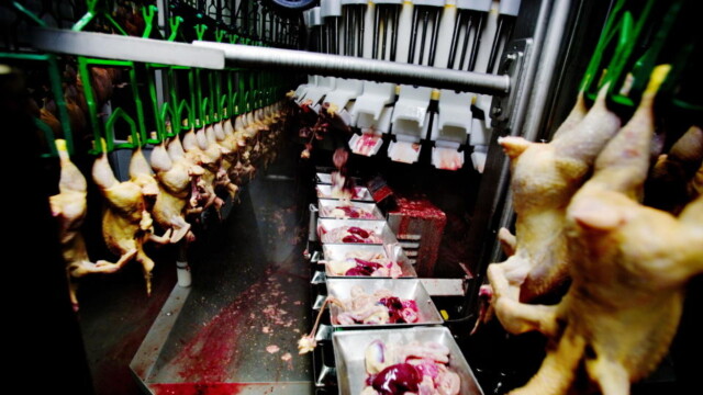 Kylling Razzia Hos Nortura Dagbladet