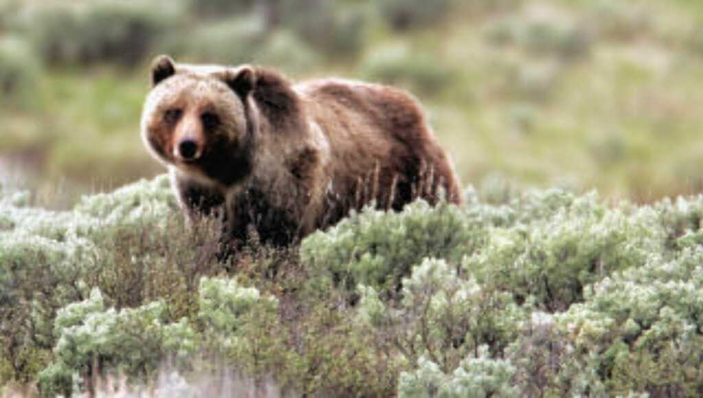 KNASKER M&Ms: En naturdokumentarist avslører at dyra i naturfilmene ofte er innleide skuespillere. Foto: AP/ SCANPIX/ YELLOWSTONE NATIONAL PARK KNASKER M&Ms: En naturdokumentarist avslører at dyra i naturfilmene ofte er innleide skuespillere. Foto: AP/ SCANPIX/ YELLOWSTONE NATIONAL PARK