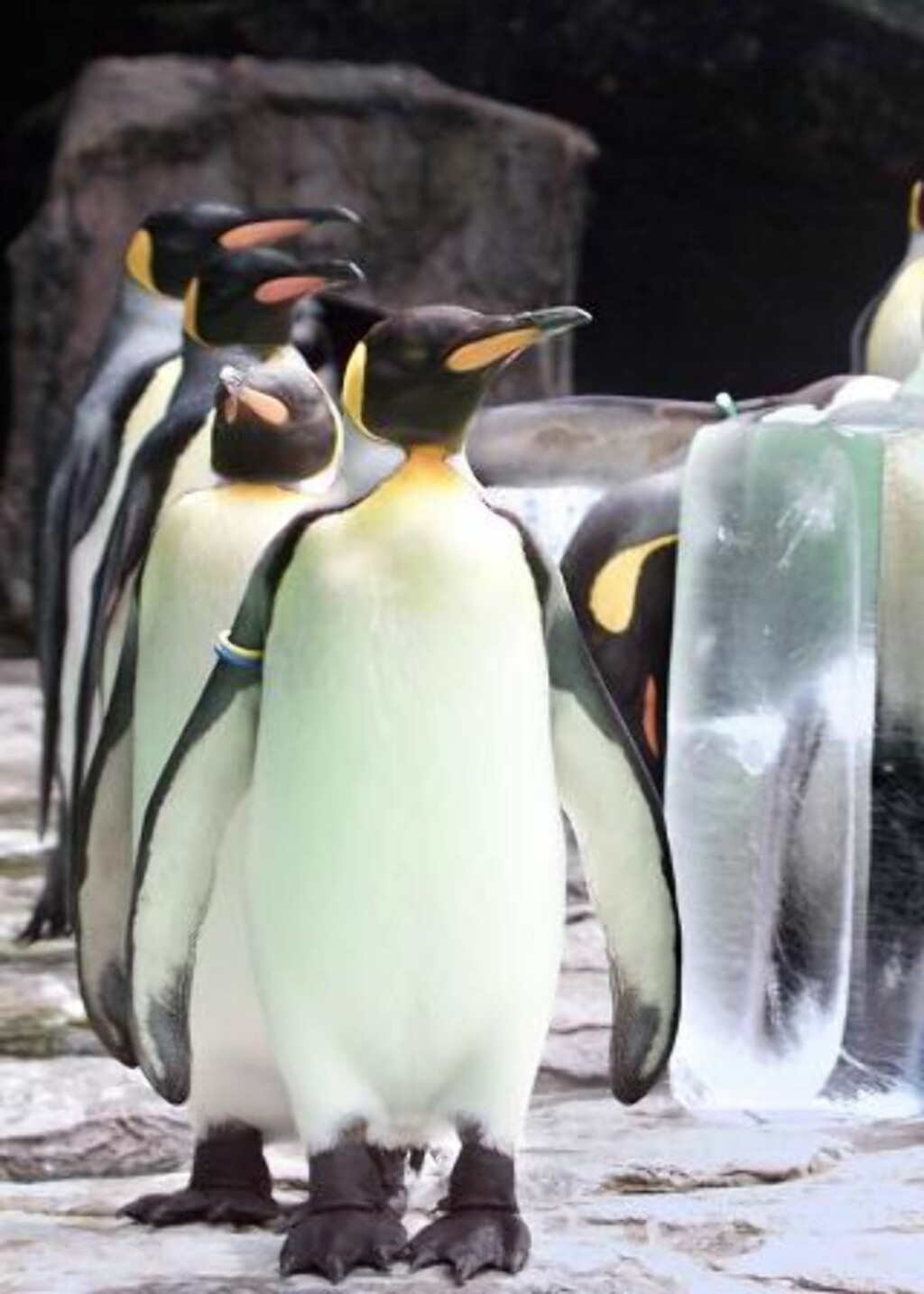 FLOTTE: Kongepinviner på tur i en dyrepark i Japan. Forskningsprosjektet ble forøvrig gjort på ville pingviner. Foto: EPA FLOTTE: Kongepinviner på tur i en dyrepark i Japan. Forskningsprosjektet ble forøvrig gjort på ville pingviner. Foto: EPA
