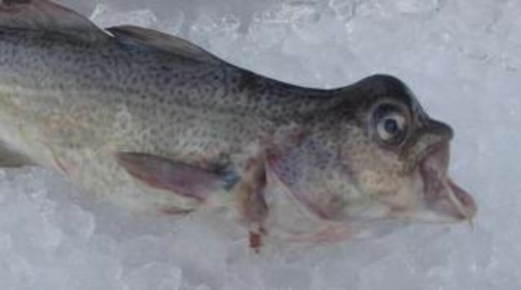 ETTERFORSKES: Økokrim etterforsker etter at torsk med misdannelser som dette er fisket i Storfjord. Foto:Fiskeridirektoratet ETTERFORSKES: Økokrim etterforsker etter at torsk med misdannelser som dette er fisket i Storfjord. Foto:Fiskeridirektoratet