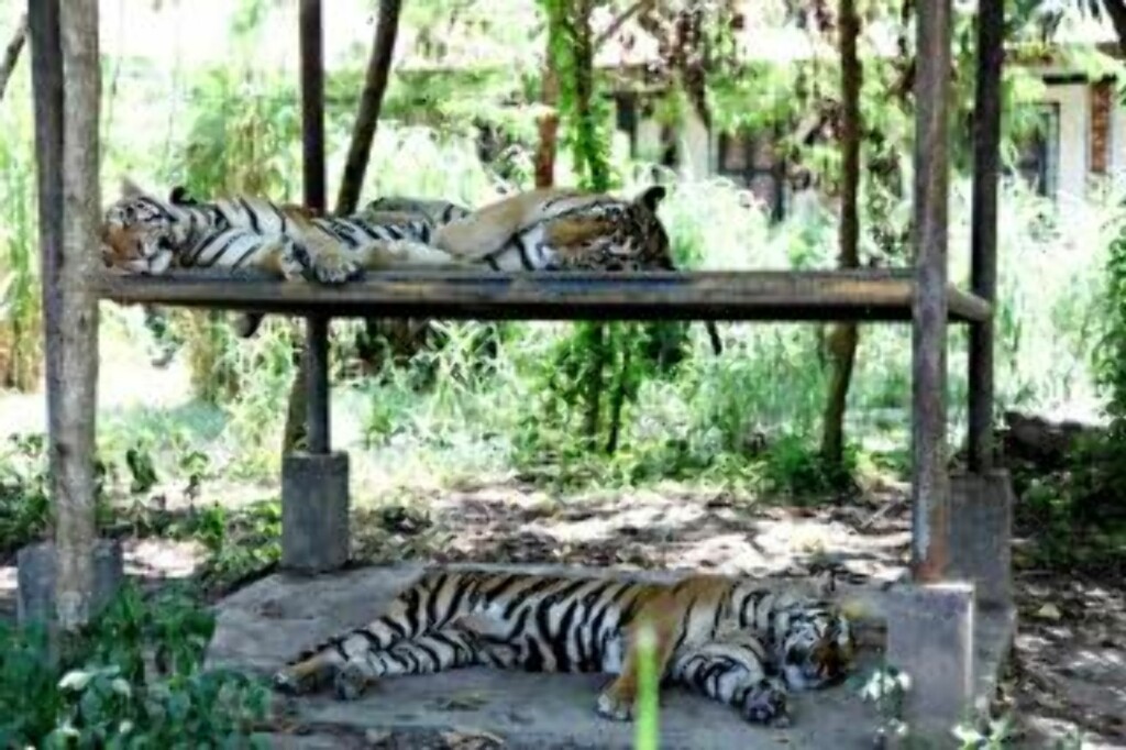 ENESTE IGJEN: Sumatra-tigerne er de siste tigerne som er igjen i Indonesia. Java og Balitigeren har for lengst dødd ut. Foto: Sveinung U. Ystad ENESTE IGJEN: Sumatra-tigerne er de siste tigerne som er igjen i Indonesia. Java og Balitigeren har for lengst dødd ut. Foto: Sveinung U. Ystad