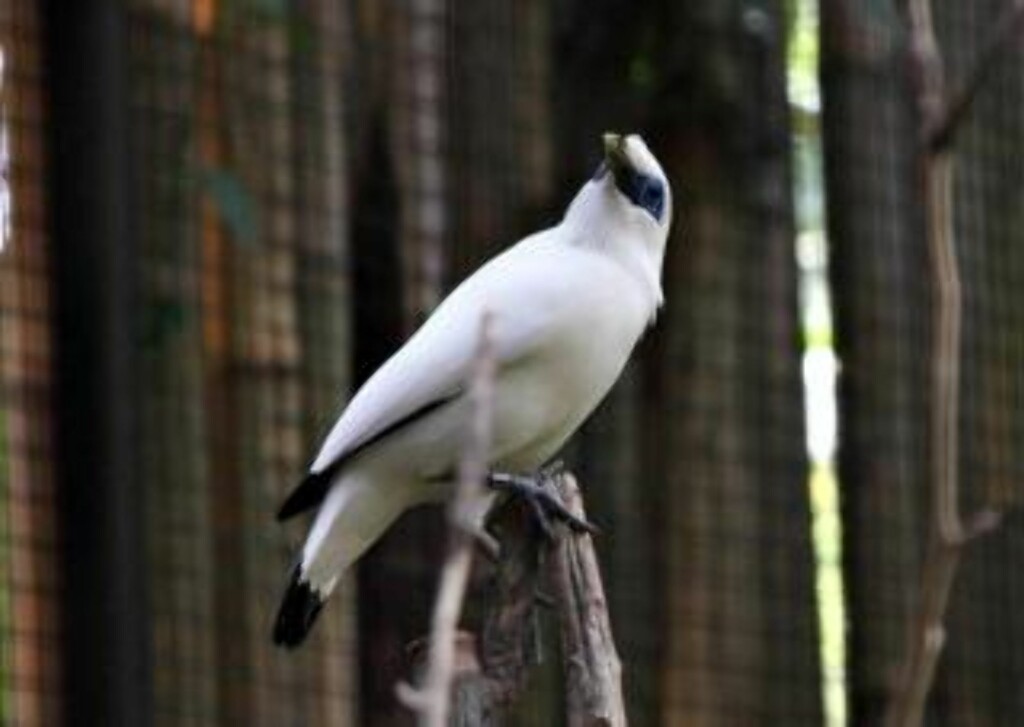FOKUS: Bali Mynah, en spesiell fugl som bare finnes på Bali, er en truet art. Nå vil FN sette fokus på å redde slike arter. Foto: Sveinung U. Ystsad FOKUS: Bali Mynah, en spesiell fugl som bare finnes på Bali, er en truet art. Nå vil FN sette fokus på å redde slike arter. Foto: Sveinung U. Ystsad