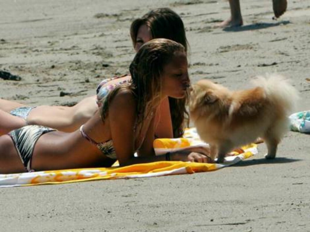 Nicole Richie tongue kisses her dog on the beach as she spends a sunny afternoon with Mischa Barton and boyfriend Cisco Adler. June 17, 2006 X17agency exclusive
EXCLUSIVE Foto: All Over Press Nicole Richie tongue kisses her dog on the beach as she spends a sunny afternoon with Mischa Barton and boyfriend Cisco Adler. June 17, 2006 X17agency exclusive
EXCLUSIVE Foto: All Over Press