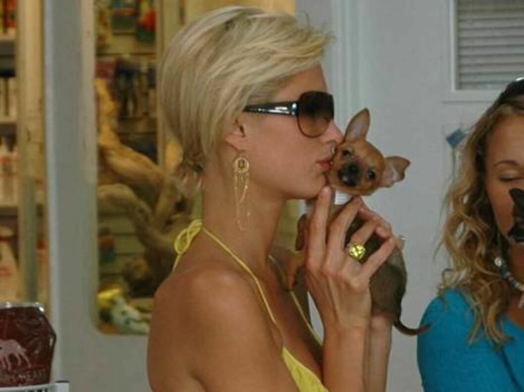<strong>Code:</strong> X17XX8 - Terry, Malibu, USA, 15.08.2005: Paris Hilton with no extensions looks like she has not much hair left. Here she is looking for a new chihuahua to adopt in malibu pet store
All Over Press / X17 Agency / Terry / ALL OVER PRESS Foto: All Over Press <strong>Code:</strong> X17XX8 - Terry, Malibu, USA, 15.08.2005: Paris Hilton with no extensions looks like she has not much hair left. Here she is looking for a new chihuahua to adopt in malibu pet store
All Over Press / X17 Agency / Terry / ALL OVER PRESS Foto: All Over Press