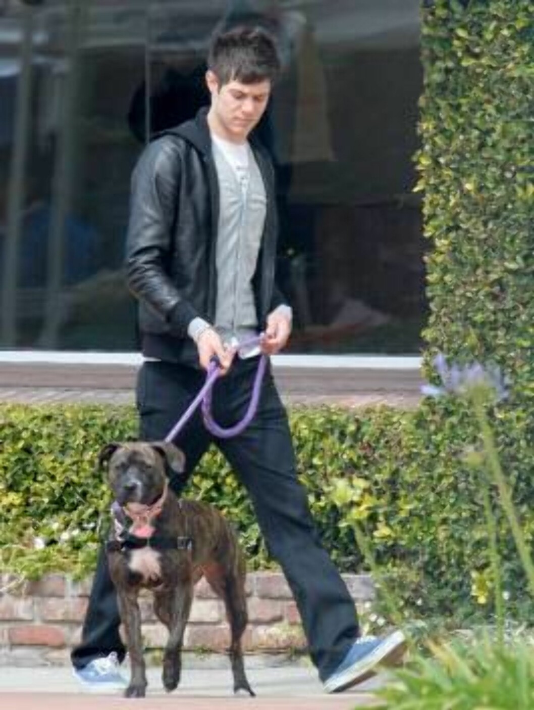 OC star Adam Brody walking his dog in Hollywood. March 24, 2006
X17agency EXCLUSIVE / ALL OVER PRESS Foto: All Over Press OC star Adam Brody walking his dog in Hollywood. March 24, 2006
X17agency EXCLUSIVE / ALL OVER PRESS Foto: All Over Press
