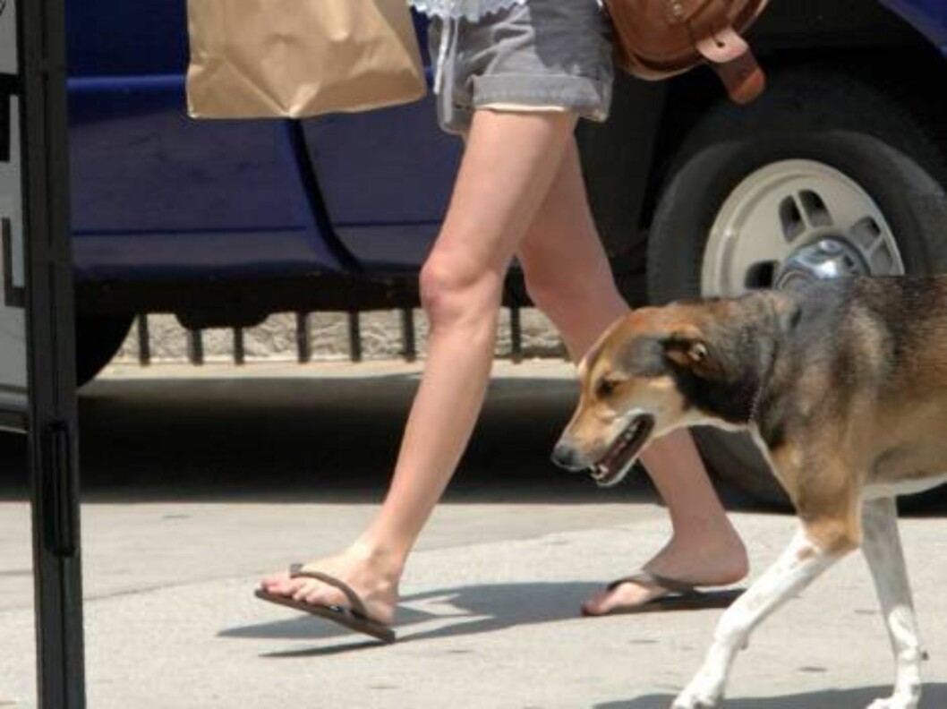 Superman star Kate Bosworth have breakfast to go at Urth Cafe in Hollywood with a friend and her favorite pet. May 19, 2006
X17agency EXCLUSIVE / ALL OVER PRESS Foto: All Over Press Superman star Kate Bosworth have breakfast to go at Urth Cafe in Hollywood with a friend and her favorite pet. May 19, 2006
X17agency EXCLUSIVE / ALL OVER PRESS Foto: All Over Press
