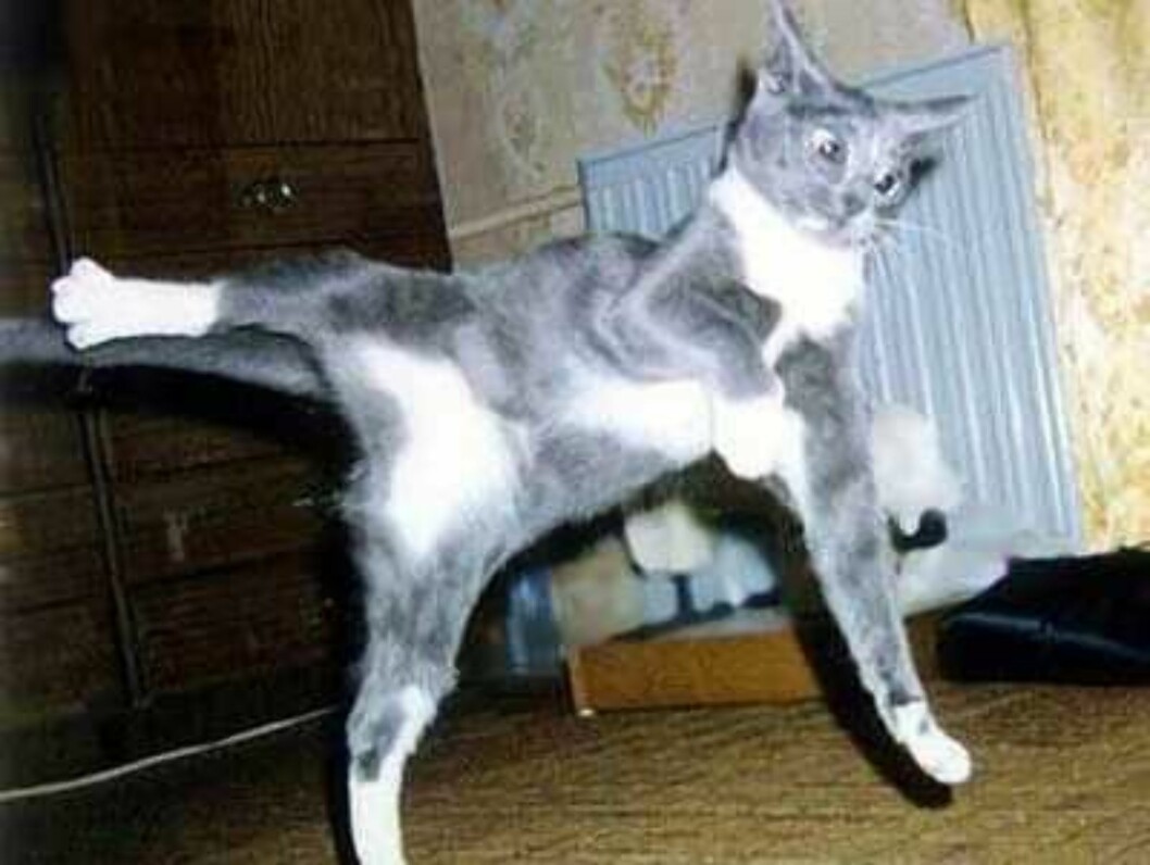Kattesprell! Kattesprell!