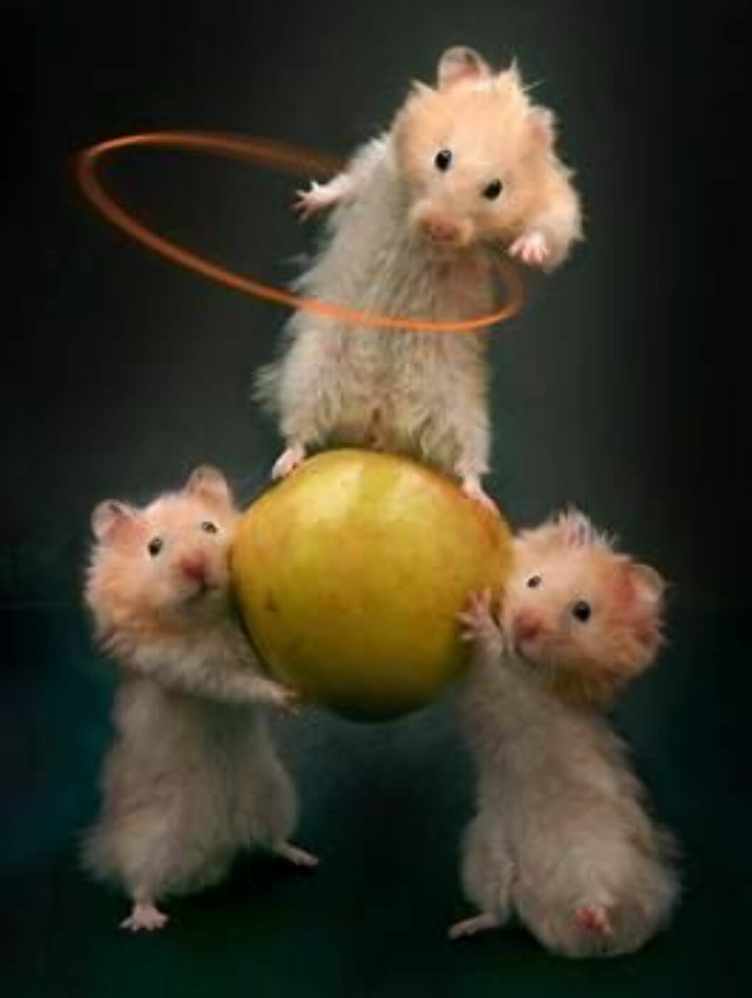 Når katten er borte rocker musene på bordet... Når katten er borte rocker musene på bordet...