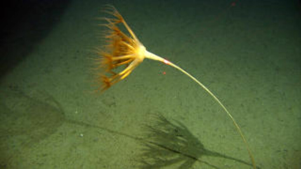 PALMELIGNENDE DYR: Umbellula encrinus. Foto: Mareano/ Havforskningsinstituttet. PALMELIGNENDE DYR: Umbellula encrinus. Foto: Mareano/ Havforskningsinstituttet.