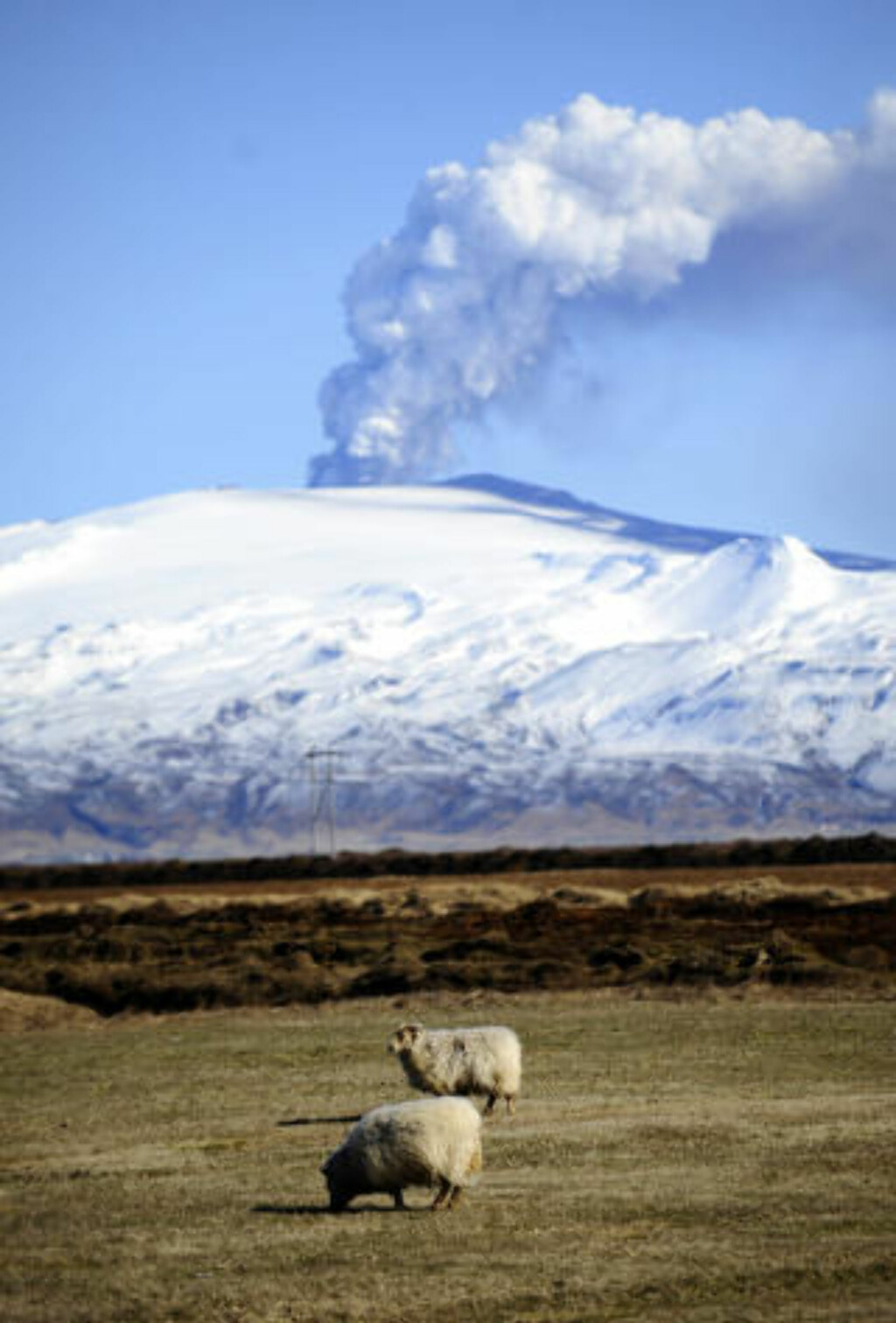 BÆÆ: Blaserte sauer lar seg ikke imponere av utbruddene på Island. Foto: AFP PHOTO/Emmanuel Dunand/SCANPIX BÆÆ: Blaserte sauer lar seg ikke imponere av utbruddene på Island. Foto: AFP PHOTO/Emmanuel Dunand/SCANPIX