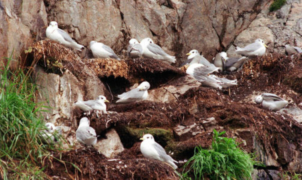 KRYKKJER: Her fra Vikna Båtforening og Vikna Havnevesen i Rørvik i Nord-Trøndelag som følte seg plaget av krykkjene i 1999. Nå kan fuglearten være på vei ut av norsk natur. Foto Lysø, Namdals-Avisa/SCANPIX KRYKKJER: Her fra Vikna Båtforening og Vikna Havnevesen i Rørvik i Nord-Trøndelag som følte seg plaget av krykkjene i 1999. Nå kan fuglearten være på vei ut av norsk natur. Foto Lysø, Namdals-Avisa/SCANPIX