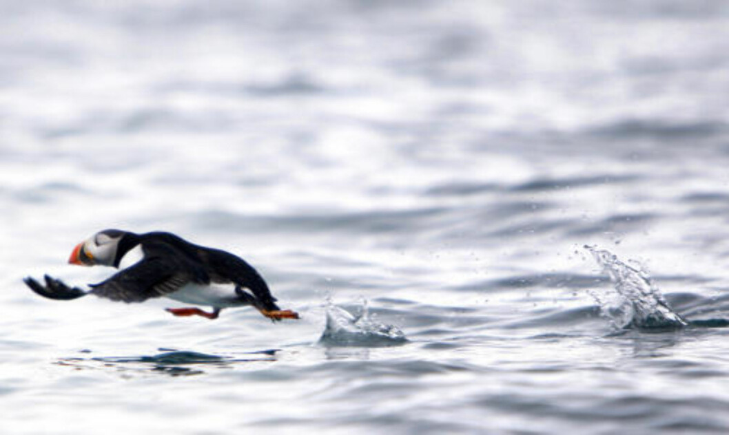 LUNDEFUGLEN SLITER OGSÅ: Her er en som jobber hardt for å komme seg i lufta ved Svalbard. Foto: Håkon Mosvold Larsen / SCANPIX LUNDEFUGLEN SLITER OGSÅ: Her er en som jobber hardt for å komme seg i lufta ved Svalbard. Foto: Håkon Mosvold Larsen / SCANPIX
