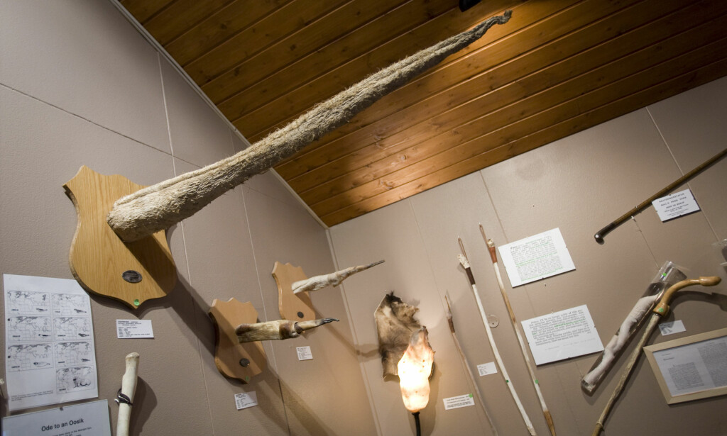 HVALPENIS: Dette er et tørket eksemplar av penisen til en blåhval. Foto: REUTERS/Bob Strong/NTB Scanpix HVALPENIS: Dette er et tørket eksemplar av penisen til en blåhval. Foto: REUTERS/Bob Strong/NTB Scanpix