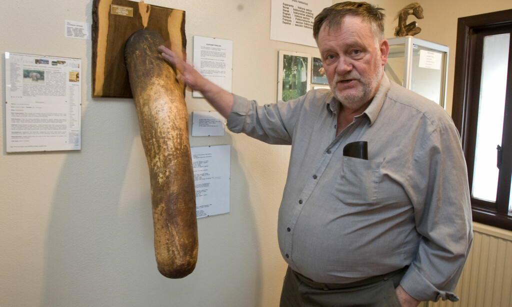 STOR SNABEL: Elefanten er stor i begge ender. Her er det museets grunnlegger Sigurður Hjartarson som viser fram en elefantpenis. Foto: REUTERS/Bob Strong/NTB Scanpix STOR SNABEL: Elefanten er stor i begge ender. Her er det museets grunnlegger Sigurður Hjartarson som viser fram en elefantpenis. Foto: REUTERS/Bob Strong/NTB Scanpix