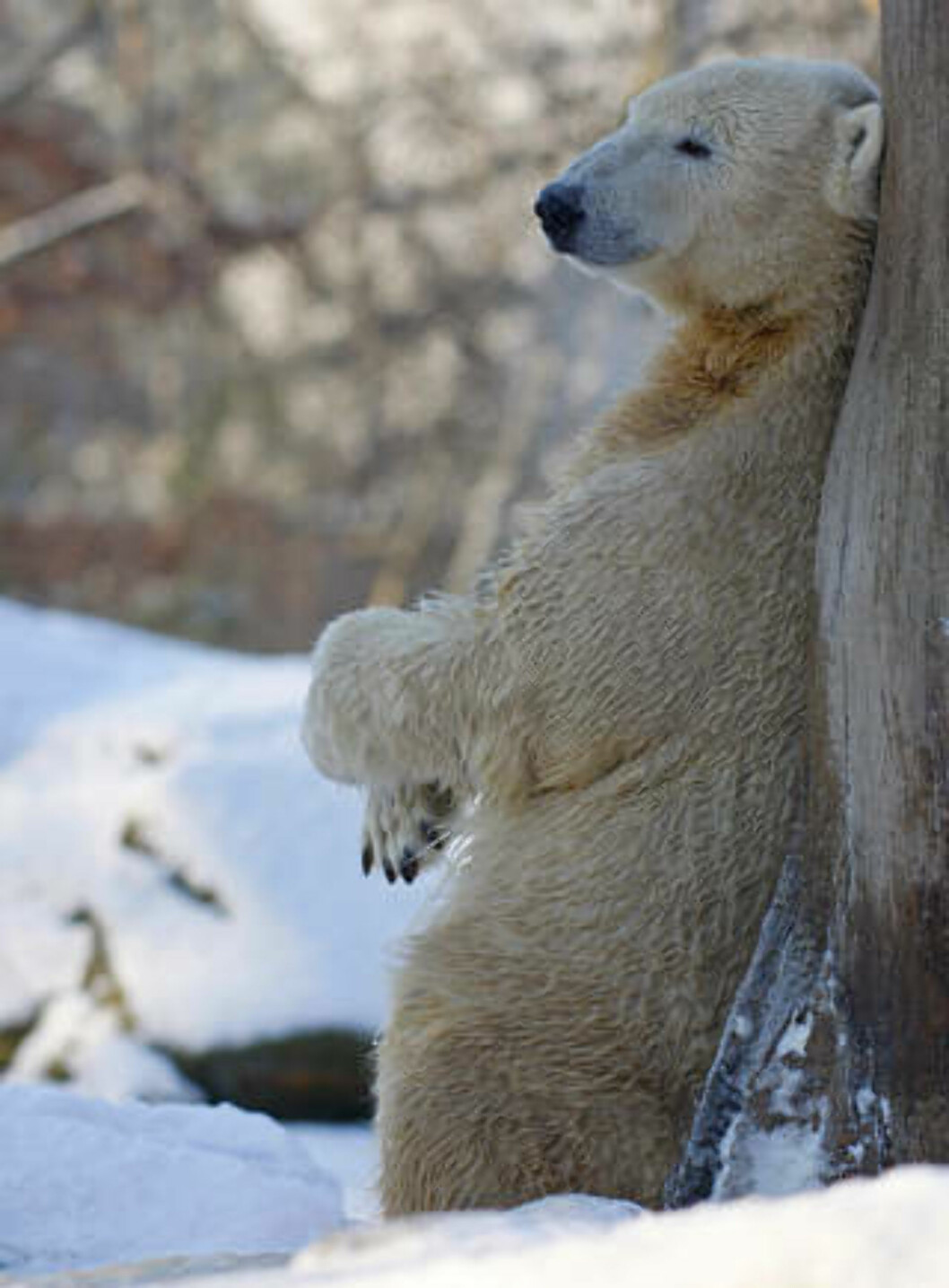 <strong>TAR DET ISi:</strong> Knut koser seg i kulda. Foto: JOHANNES EISELE/Reuters/Scanpix <strong>TAR DET ISi:</strong> Knut koser seg i kulda. Foto: JOHANNES EISELE/Reuters/Scanpix