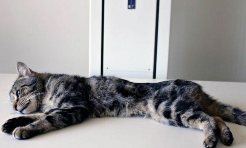 FUNNET I LIVE: Katten Trooper er den eneste som overlevde. Han har nå fått seg et nytt hjem. Foto: RSPCA FUNNET I LIVE: Katten Trooper er den eneste som overlevde. Han har nå fått seg et nytt hjem. Foto: RSPCA