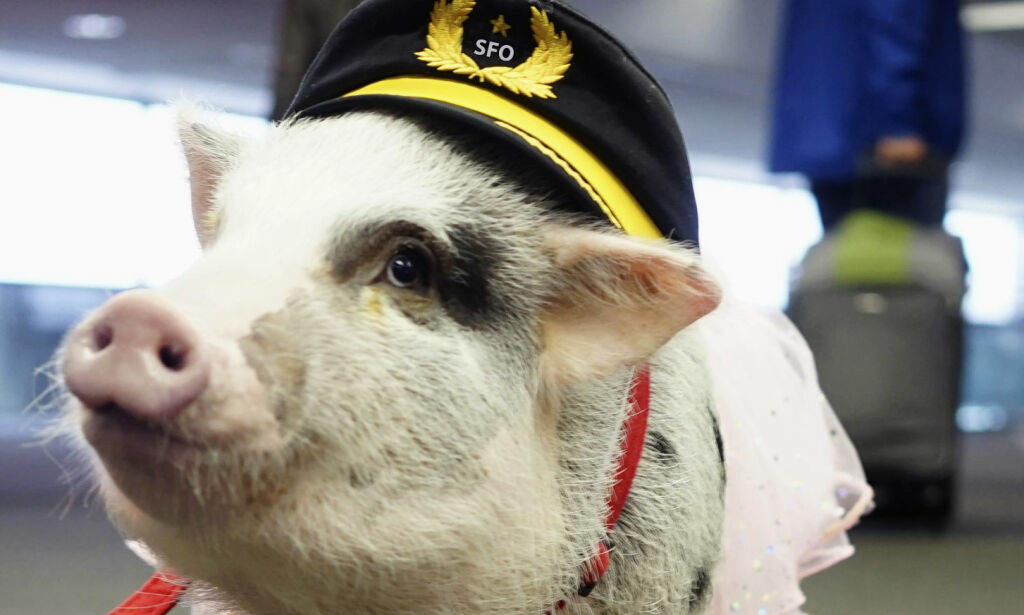 image: Denne grisen skal fjerne stress og flyskrekk på en av USAs travleste flyplasser