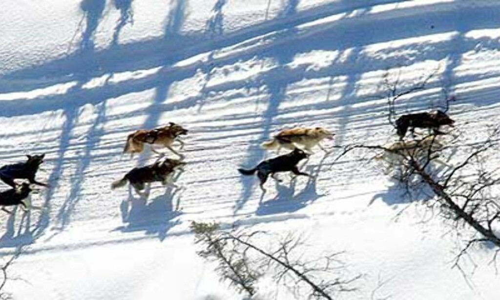 FRAKJØRT: Her er et av spannene bak Robert Sørlie - som er under ett døgn unna sin andre Iditarod-seier. Foto: SCANPIX/AP FRAKJØRT: Her er et av spannene bak Robert Sørlie - som er under ett døgn unna sin andre Iditarod-seier. Foto: SCANPIX/AP