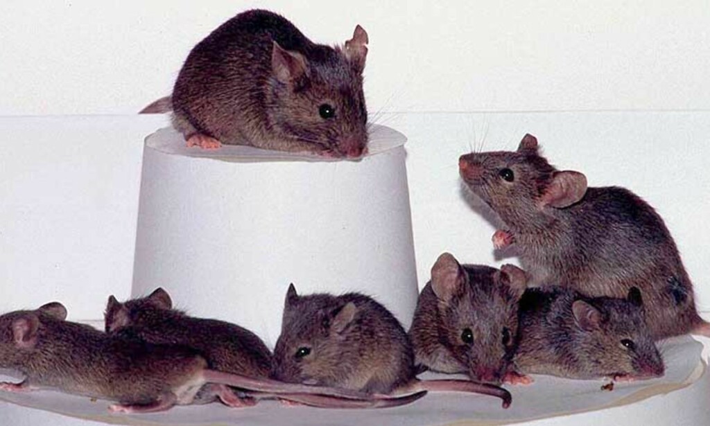 image: Smittet av virus fra hamster image: Smittet av virus fra hamster