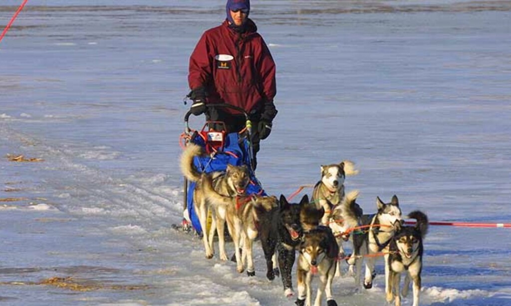 NORSK FAVORITT: Bjørnar Andersen stiller med bikkjer som har kjørt Iditarod før. Og han har fjorårsvinner Robert Sørlie som hjelpemann. Problemet er bare bikkjetransporten til start. Foto: Scanpix NORSK FAVORITT: Bjørnar Andersen stiller med bikkjer som har kjørt Iditarod før. Og han har fjorårsvinner Robert Sørlie som hjelpemann. Problemet er bare bikkjetransporten til start. Foto: Scanpix