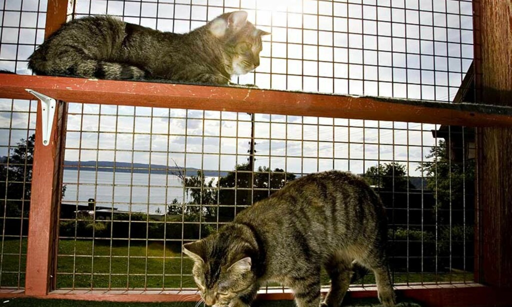 HJEMLØSE: Ikke alle hjemløse katter får det bedre hos folk som henter dem. Foto: Bjørn Langsem HJEMLØSE: Ikke alle hjemløse katter får det bedre hos folk som henter dem. Foto: Bjørn Langsem