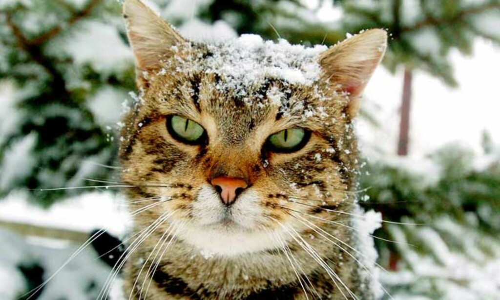 PUS I VIRUSFARE: Den første katten er bekreftet død av fugleinfluensa i Europa. Foto: SCANPIX PUS I VIRUSFARE: Den første katten er bekreftet død av fugleinfluensa i Europa. Foto: SCANPIX