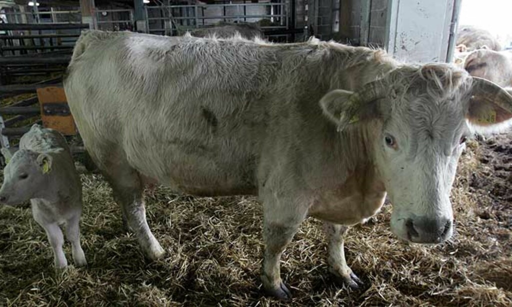 SMITTET: I dag kom svaret. Kua, av rasen Charlois, på en gård i Björksta utenfor Västerås i Sverige, har den fryktede BSE-smitten. Foto: Scanpix SMITTET: I dag kom svaret. Kua, av rasen Charlois, på en gård i Björksta utenfor Västerås i Sverige, har den fryktede BSE-smitten. Foto: Scanpix