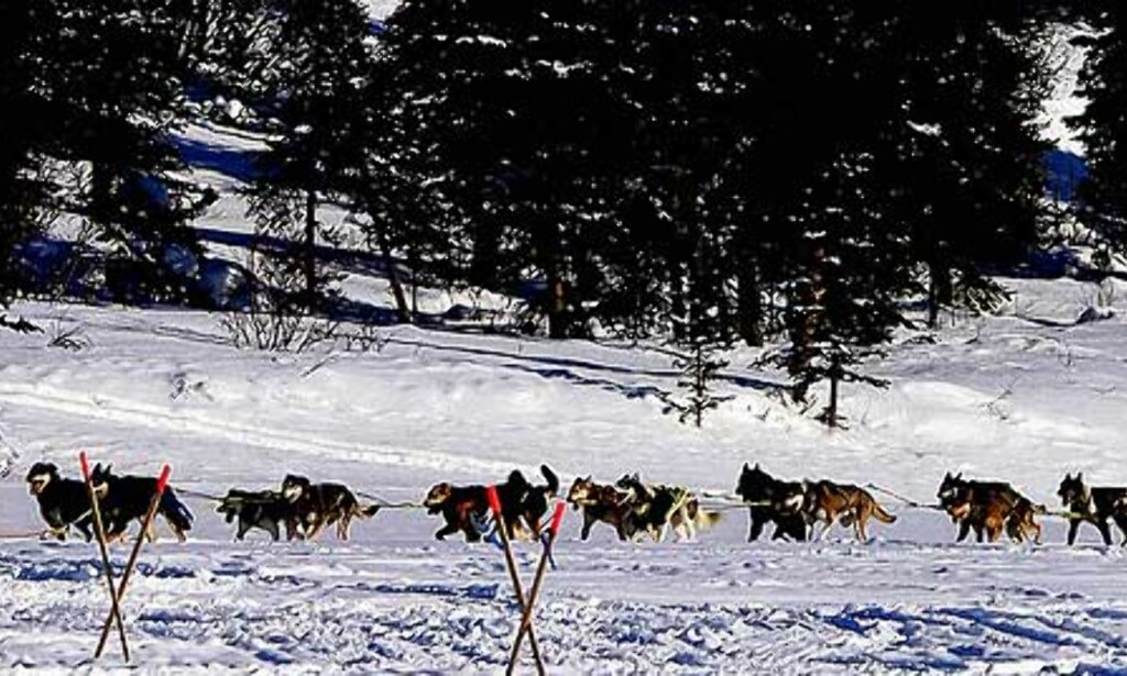 MYE SNØ: Her kjører Aaron Burmeister inn til Rainy Pass. Det var på samme strekning Bjørnar Andersen kjørte seg bort fra sporet. Foto: Scanpix/Ap MYE SNØ: Her kjører Aaron Burmeister inn til Rainy Pass. Det var på samme strekning Bjørnar Andersen kjørte seg bort fra sporet. Foto: Scanpix/Ap