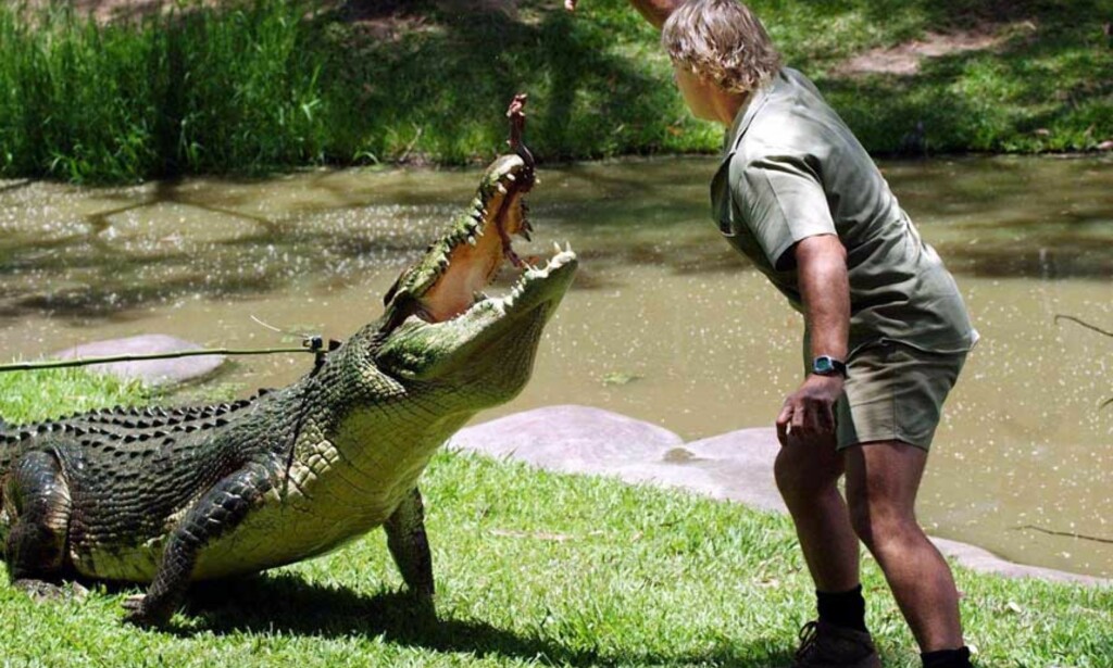 KROKODILLEJEGER: Steve Irwin var best kjent for sin nærkontakt, noen ganger rene brytekamper, med krokodiller, men det var en stor fisk som ble hans bane. Foto: SCANPIX/TONY PHILLIPS KROKODILLEJEGER: Steve Irwin var best kjent for sin nærkontakt, noen ganger rene brytekamper, med krokodiller, men det var en stor fisk som ble hans bane. Foto: SCANPIX/TONY PHILLIPS