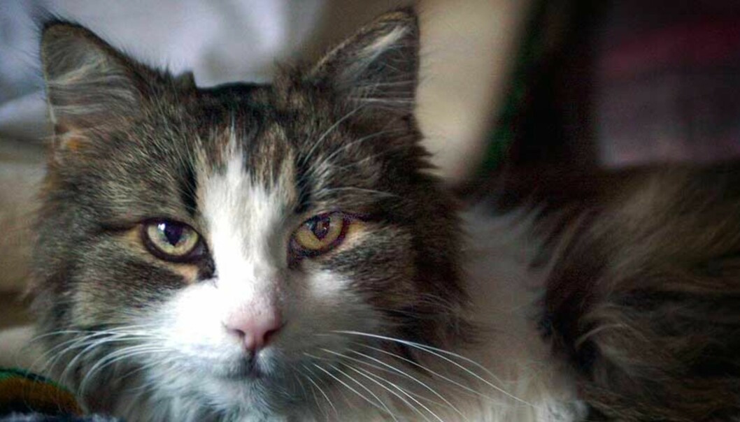 <strong><B>SKRIVER I SNØEN:</strong></b> Gråpus i diktet "Januarkatt". Foto: SCANPIX <strong><B>SKRIVER I SNØEN:</strong></b> Gråpus i diktet "Januarkatt". Foto: SCANPIX