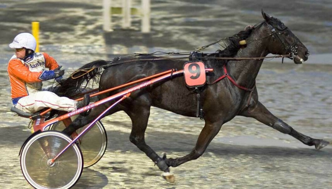 SNUR SEG IGJEN. Kusk og trener Per Oleg Midtfjeld snur seg etter konkurrentene på onsdag også. Foto: HESTEGUIDEN.COM SNUR SEG IGJEN. Kusk og trener Per Oleg Midtfjeld snur seg etter konkurrentene på onsdag også. Foto: HESTEGUIDEN.COM
