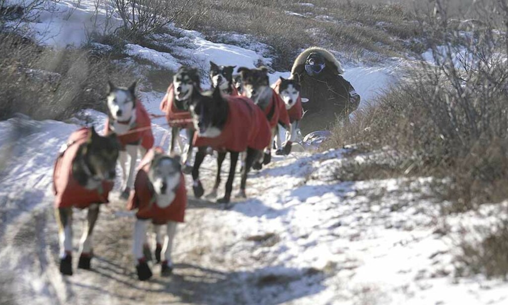 NUMMER 12: Robert Sørlie kjørte inn til 12. plass i Iditarod. Den tidligere vinneren har slitt med syke hunder og dårlig glid. Foto: AL GRILLO/AP/SCANPIX NUMMER 12: Robert Sørlie kjørte inn til 12. plass i Iditarod. Den tidligere vinneren har slitt med syke hunder og dårlig glid. Foto: AL GRILLO/AP/SCANPIX
