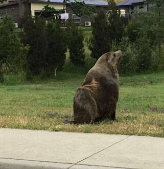 «MR. LOU-SEAL»: Selen ble døpt av politiet da de ankom stedet. Her slapper dyret av på en gressplen i nabolaget det forvillet seg inn i. Foto: Politiet på Tasmania «MR. LOU-SEAL»: Selen ble døpt av politiet da de ankom stedet. Her slapper dyret av på en gressplen i nabolaget det forvillet seg inn i. Foto: Politiet på Tasmania