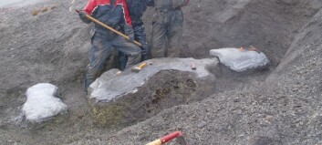 Det startet med et tilfeldig fossilfunn på Svalbard. Forskerne ante ikke at de hadde truffet en «gullåre» Det startet med et tilfeldig fossilfunn på Svalbard. Forskerne ante ikke at de hadde truffet en «gullåre»
