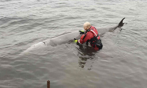image: Syk hval hadde 30 plastposer i magen. Måtte avlives