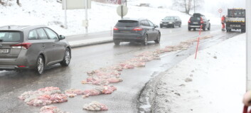 Tarmtrøbbel på veien i Sandefjord:- Det er veldig mye og det lukter vondt Tarmtrøbbel på veien i Sandefjord:- Det er veldig mye og det lukter vondt