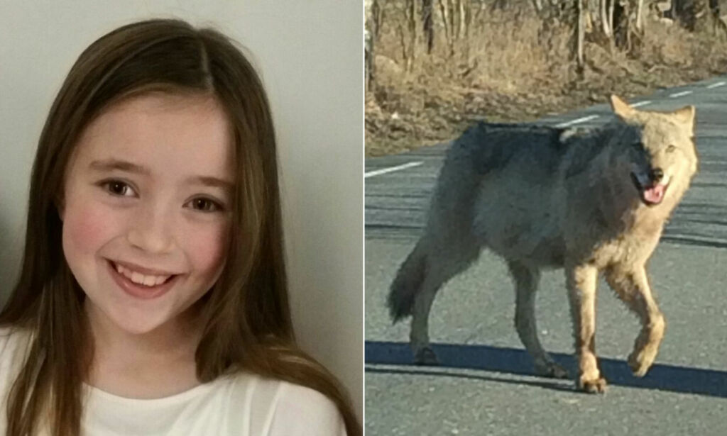 image: Live (10) tok dette bildet av ulven da hun var på vei til skolen